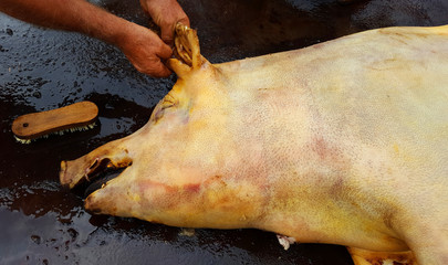 Traditional homemade pig slaughtering