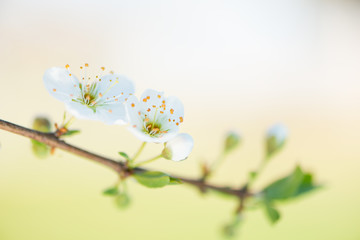 Plum blossom detail