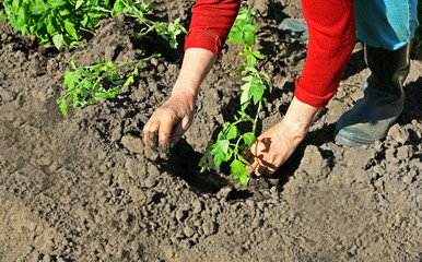 One seedling of pepper.