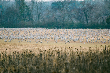 sandhill cranes 