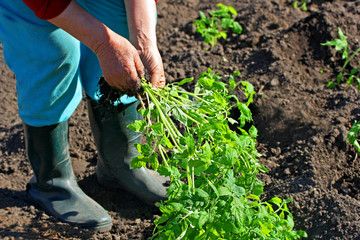 An elderly woman prepares tomato seedlings for planting in the ground.