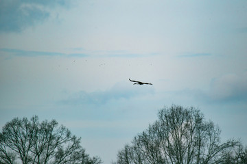 sandhill cranes 