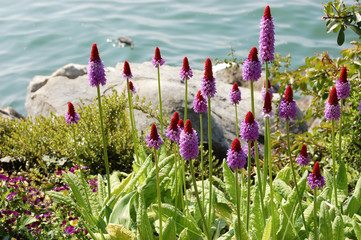 Beautiful original lilac flowers of primula by the lake.