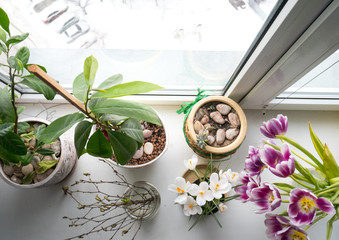 Live flowers in a pot on the windowsill in the apartment