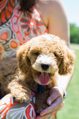 golden doodle puppy