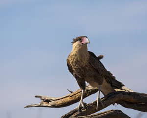 Crested Caracara Vulture