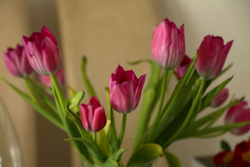 Tulips / Composition with tulips