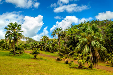 Fototapeta na wymiar Tropical Palms forest