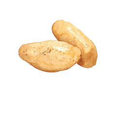 Watercolor hand drawn sketch illustration of potato isolated on white