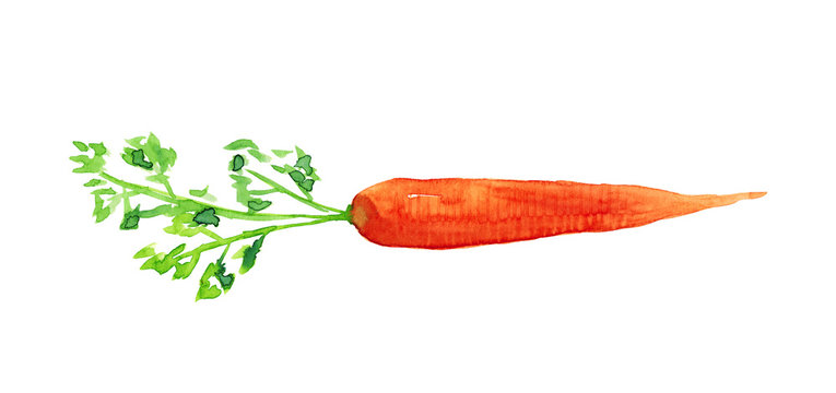 Watercolor hand drawn sketch illustration of carrot isolated on white