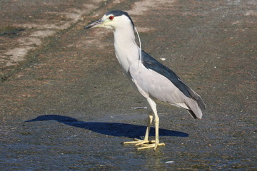 Red-eyed seabird