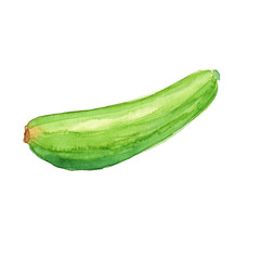 Watercolor hand drawn sketch illustration of zucchini isolated on white