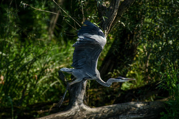 gray heron - a bird with a slender figure with a long curved neck