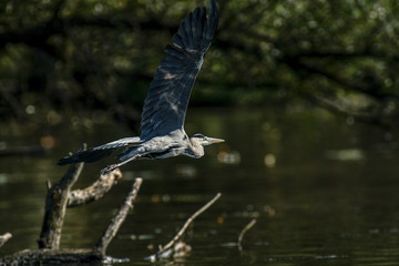 gray heron - a bird with a slender figure with a long curved neck