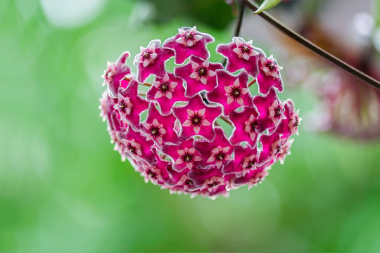 Beautiful hoya flowers with green background, Thailand.