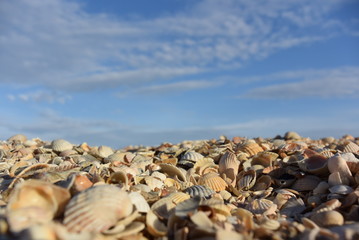 sea beach of seashells and blue sky with clouds