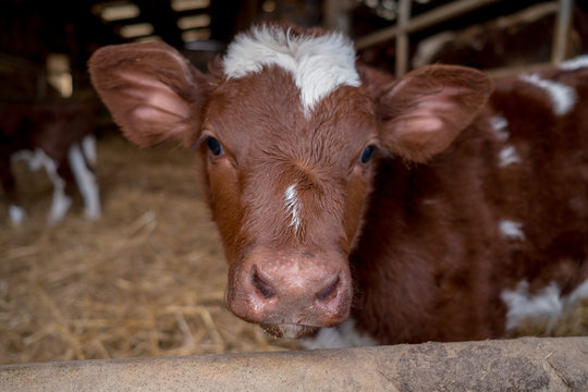 veau rouge des pr&eacute;s