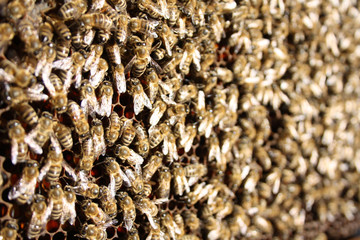 busy honey bee