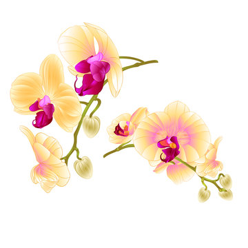 Branches orchids yellow flowers  tropical plant Phalaenopsis  on a white background  set two vintage vector botanical illustration for design hand draw