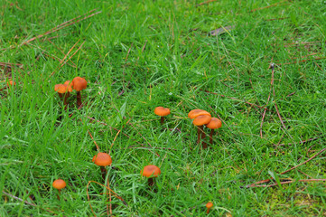 Cogumelos na natureza