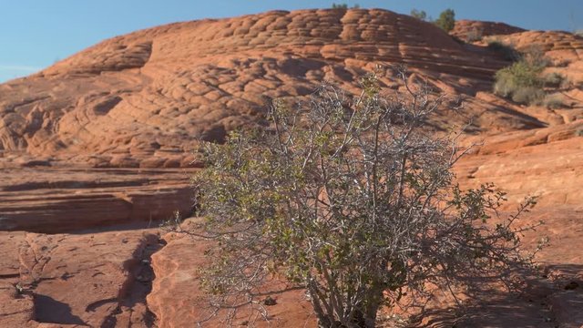 Desert Creosote Plant On Petrified Sand Dune With Slider 4k