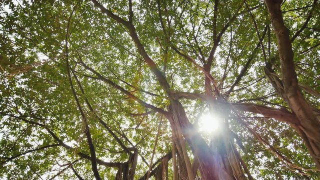 Rays of light shine through the Banyan tree in the jungles. Ayala Triangle Park in Manila. Video shooting in a circular motion. Electronic stabilization.