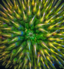 Fine art still life surreallistic colorfully glowing  floral macro portrait of the inner of a...