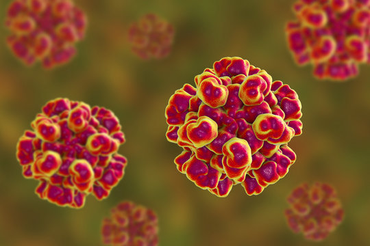 Hepatitis E virus molecular model