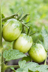 Three green tomatoes and a bush of tomato