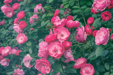 Garden with fresh pink roses, floral natural hipster vintage background