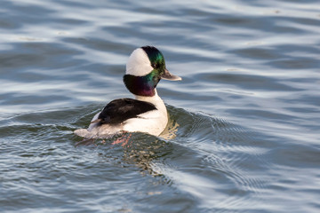 Bufflehead Drake
