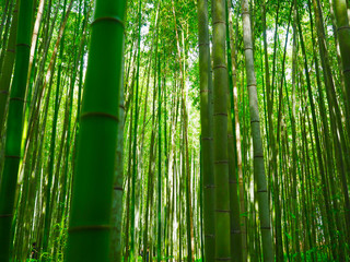 Obraz na płótnie Canvas Bambus Hintergrund Wald grün