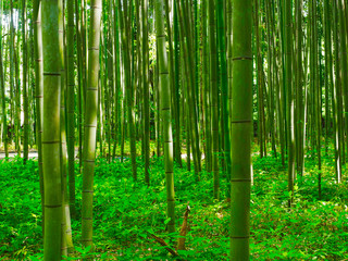 Bambus Hintergrund Wald Japan