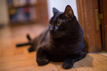 Portrait of black cat with yellow eyes at home. 