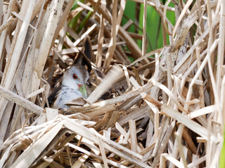 Porzana parva. The nest of the Little Crake in nature.