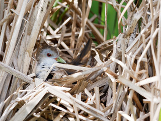 Porzana parva. The nest of the Little Crake in nature.