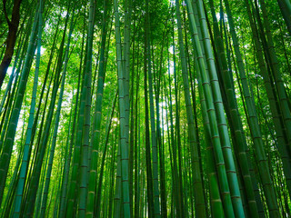 Bambus Hintergrund Wald