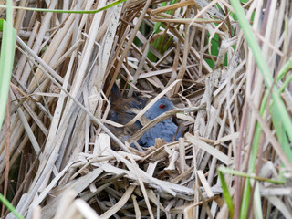 Porzana parva. The nest of the Little Crake in nature.