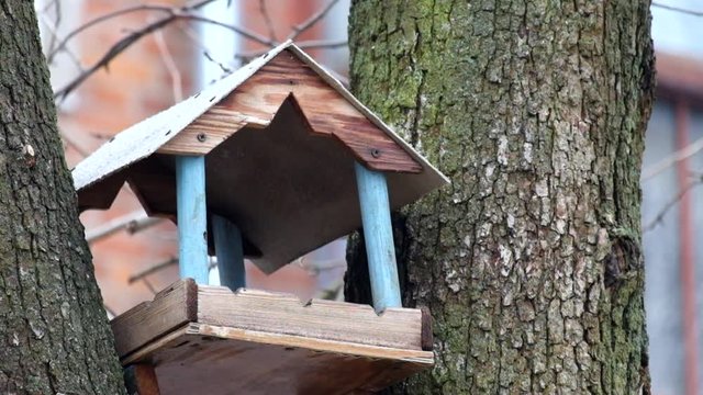 Tits fly into the bird feeder (Parus major)