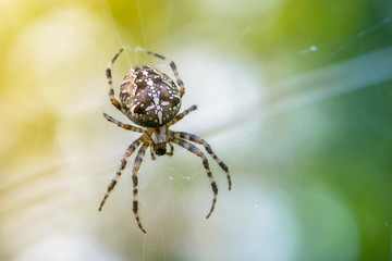 Female of garden-spider brown is sitting in the center of its web