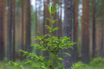 young pine on the edge of the forest