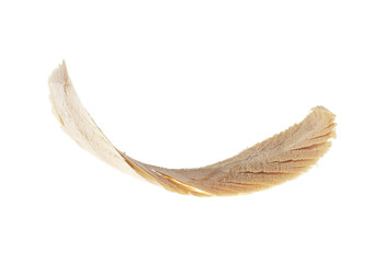 Wood shaving isolated on white background