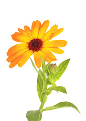 Orange calendula flower isolated on white background