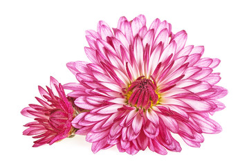 Pink flowers of Chrysanthemum isolated on white background