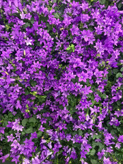 Naklejka premium colorful spring flowers