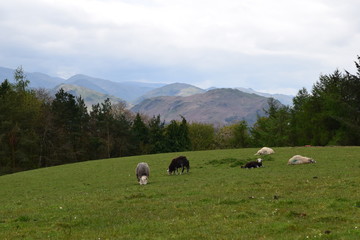 Fototapeta premium Cumbrian sheep at the top of the valley.
