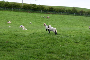 Fototapeta premium Baby lambs in the field