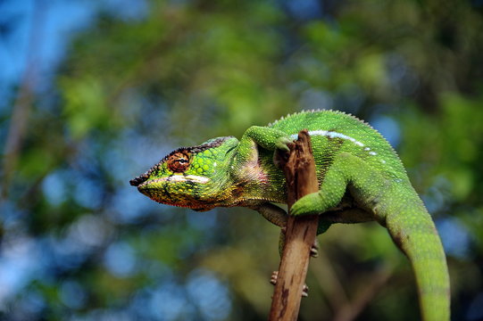 Chameleon. Family of lizards, adapted to the woody way of life, able to change the color of the body