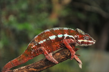 Chameleon. Family of lizards, adapted to the woody way of life, able to change the color of the body