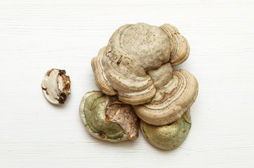 Herbal medicine. Alternative medicine concept. Shelf fungus isolated on white wooden background from top view. Fungus Betulinus.